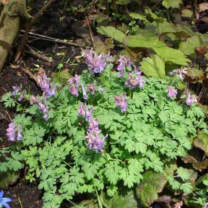 Pystykiurunkannus - Corydalis solida (Kasvutapa)