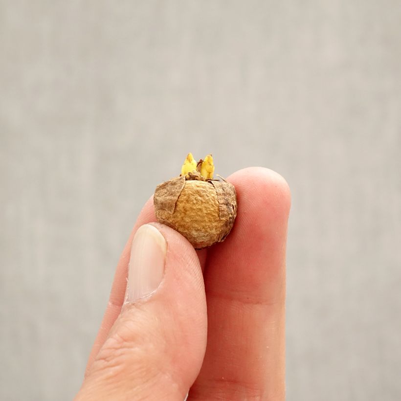 Esimerkki keväällä toimitetusta Pystykiurunkannus White Swallow Bulbe size 5+-taimesta