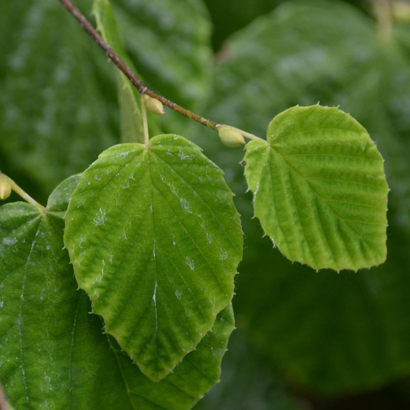 Corylopsis pauciflora (Lehvistö)