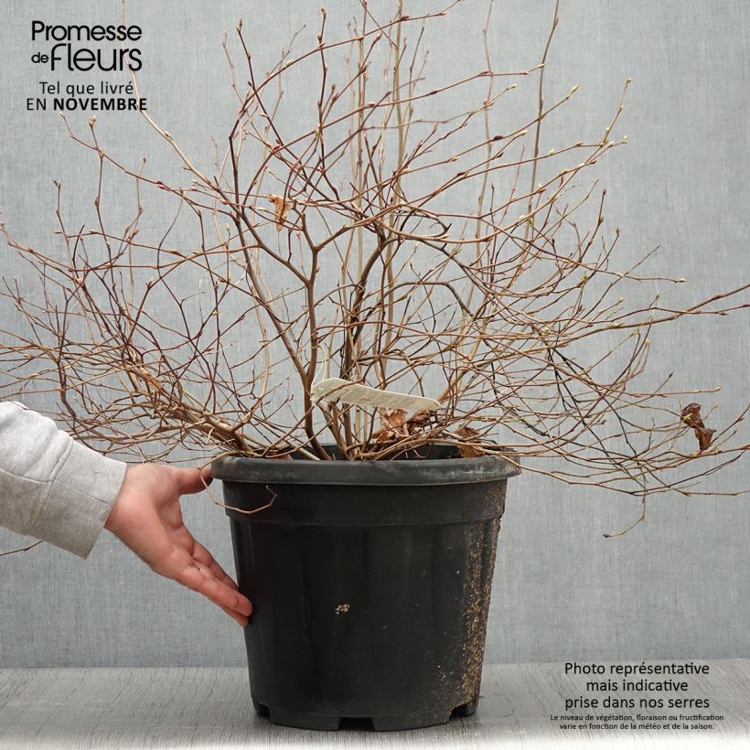 Esimerkki syksyllä toimitetusta Corylopsis pauciflora - Faux noisetier Pot de 12L/15L-taimesta