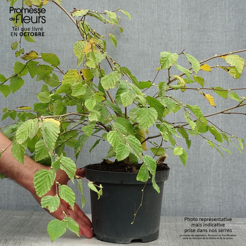 Esimerkki syksyllä toimitetusta Corylopsis pauciflora 2 litran/3 litran ruukku-taimesta
