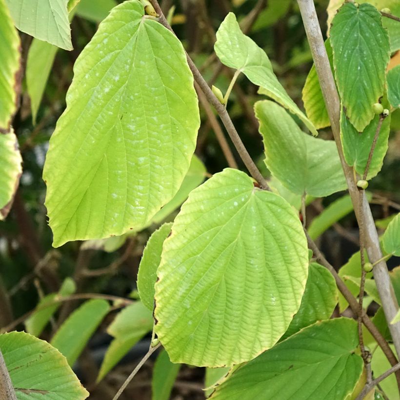 Faux noisetier var. sinensis (Lehvistö)