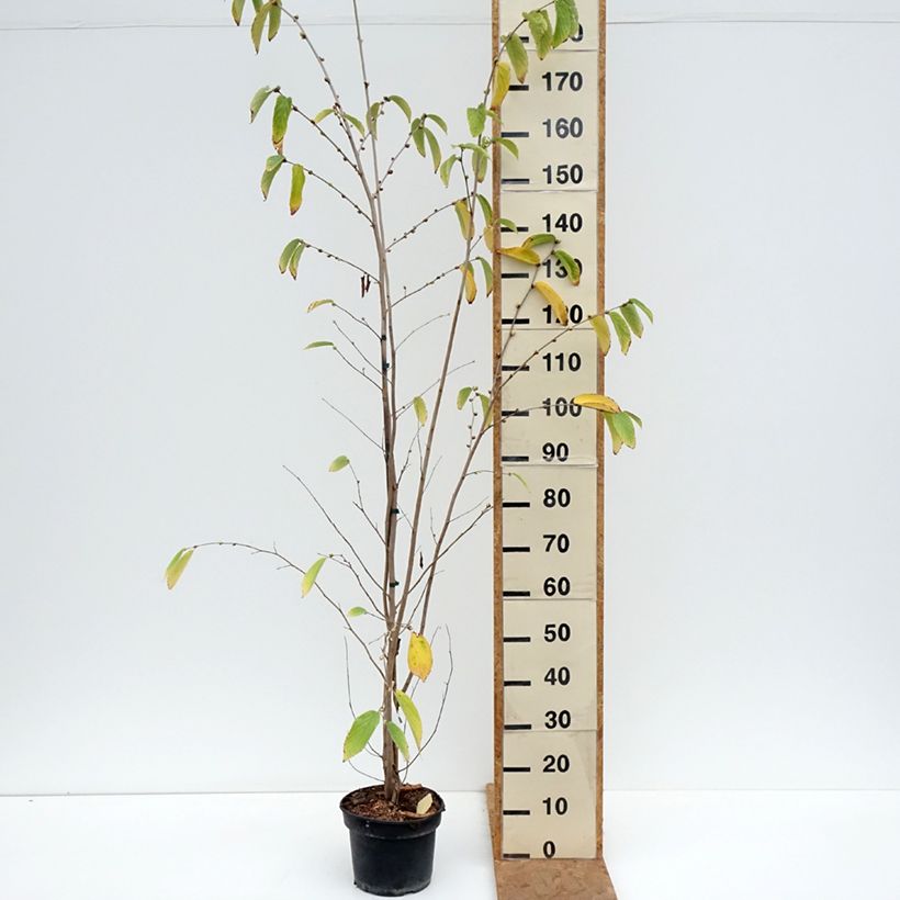 Esimerkki syksyllä toimitetusta Faux noisetier - Corylopsis sinensis var. sinensis 4 litran/5 litran ruukku-taimesta