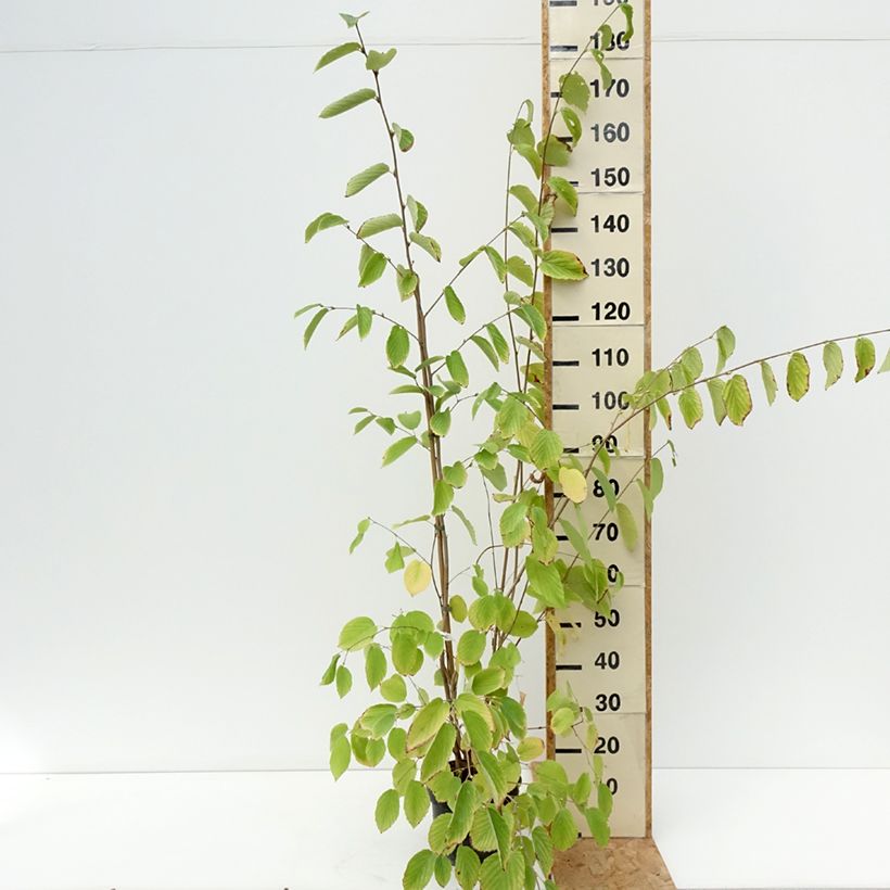 Esimerkki kesällä toimitetusta Faux noisetier var. sinensis 4 litran/5 litran ruukku-taimesta