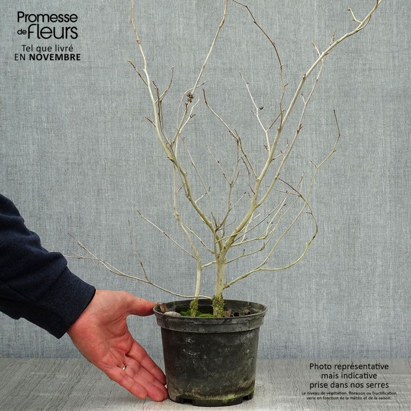 Esimerkki syksyllä toimitetusta Corylopsis Spring Violetti 2 litran/3 litran ruukku-taimesta