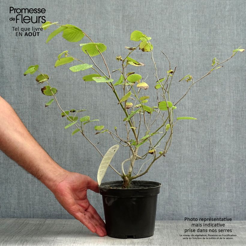 Esimerkki kesällä toimitetusta Corylopsis Spring Violetti Pot de 2L/3L-taimesta