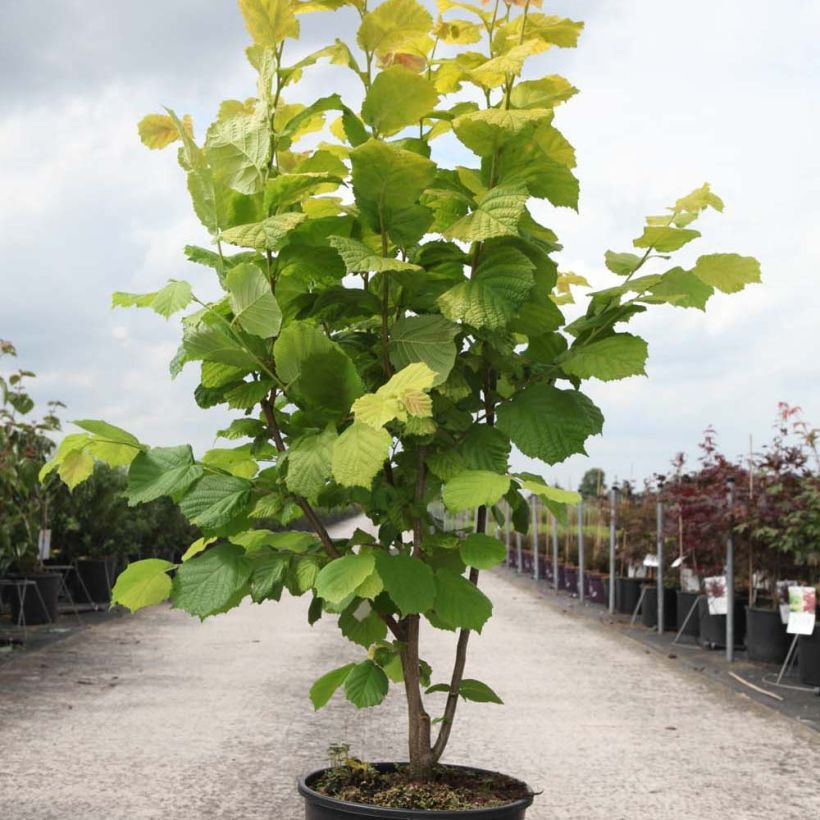 Esimerkki toimitetusta Pähkinäpensas Aurea Pot de 18L/20L-taimesta