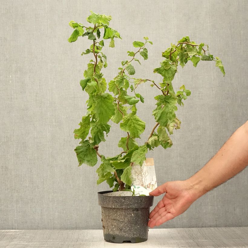Esimerkki kesällä toimitetusta Pähkinäpensas Medusa Pot de 3L/4L-taimesta