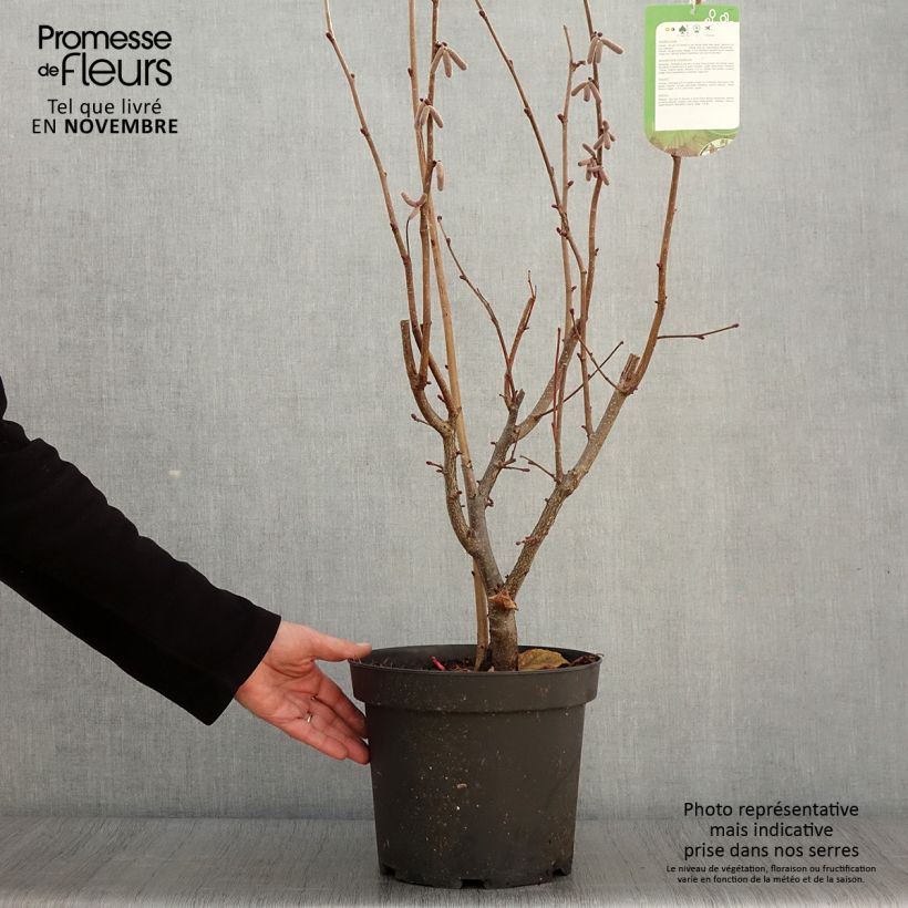 Esimerkki syksyllä toimitetusta Pähkinäpensas Rode Zellernoot 7,5 litran / 10 litran ruukku-taimesta