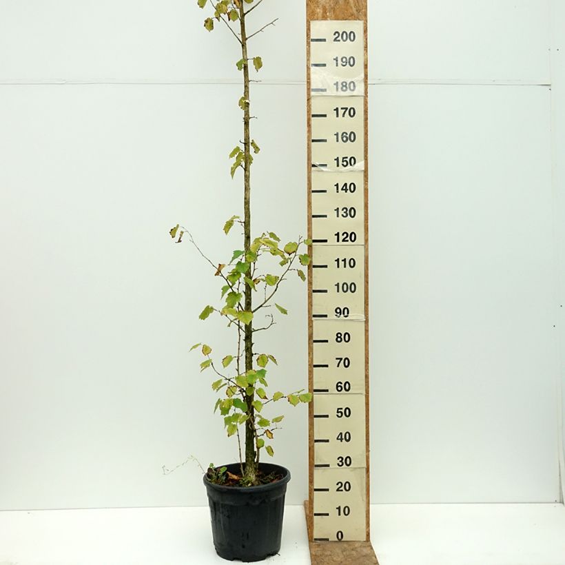 Esimerkki kesällä toimitetusta Turkinpähkinä - Corylus colurna 12 litran/15 litran ruukku-taimesta