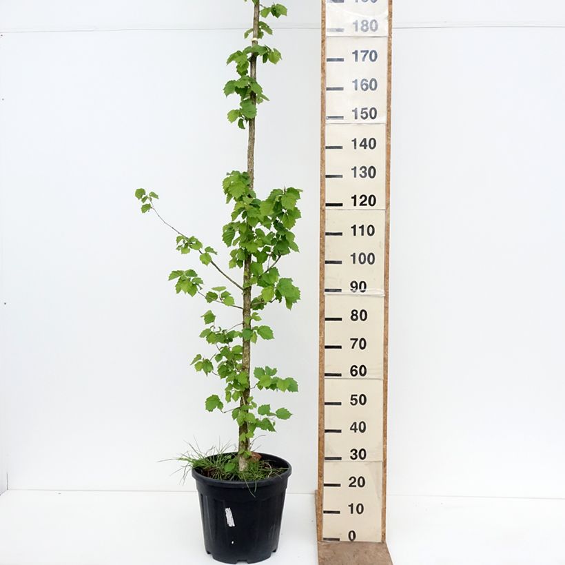 Esimerkki keväällä toimitetusta Turkinpähkinä - Corylus colurna Pot de 12L/15L-taimesta
