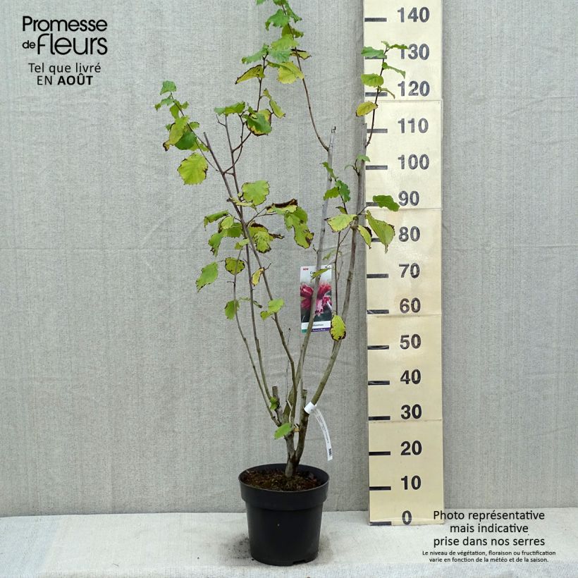 Esimerkki kesällä toimitetusta Isopähkinäpensas Juningia Pot de 4L/5L-taimesta