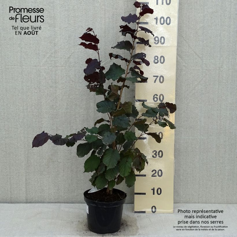 Esimerkki kesällä toimitetusta Isopähkinäpensas Purpurea Pot de 3L/4L-taimesta