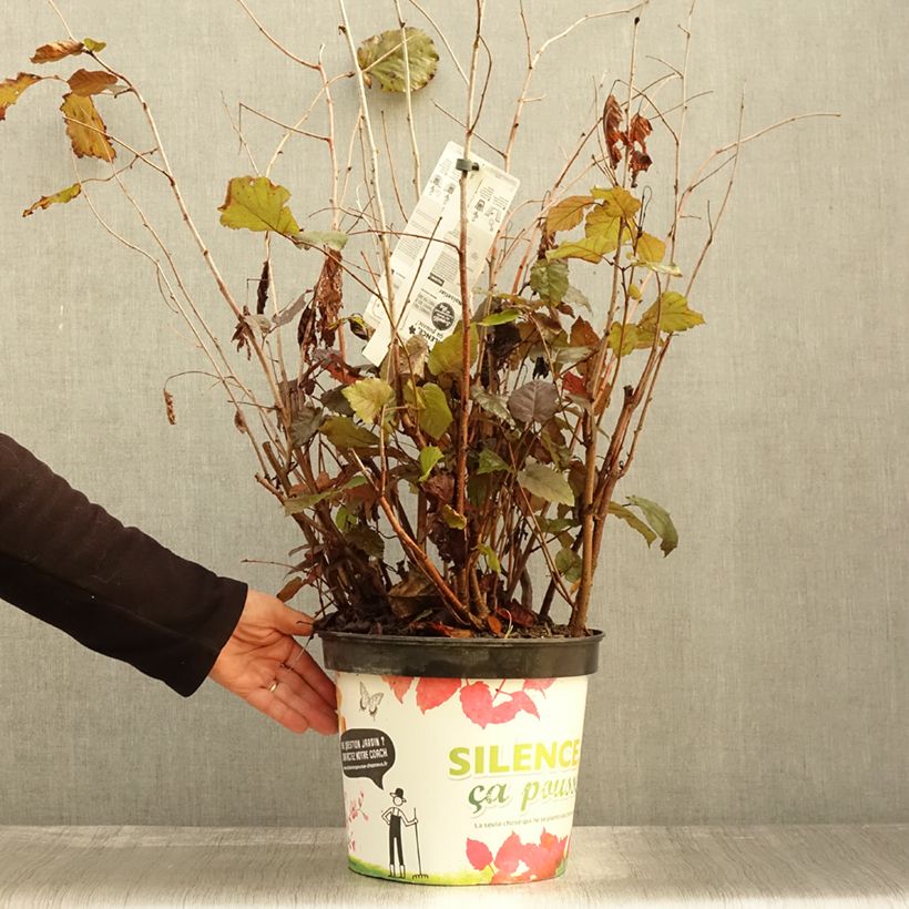 Esimerkki syksyllä toimitetusta Isopähkinäpensas Purpurea 7,5 litran / 10 litran ruukku-taimesta