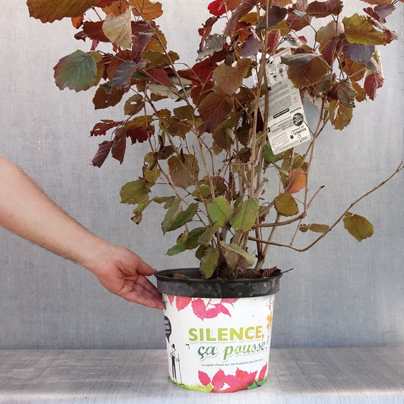 Esimerkki kesällä toimitetusta Isopähkinäpensas Purpurea Pot de 7,5L/10L-taimesta
