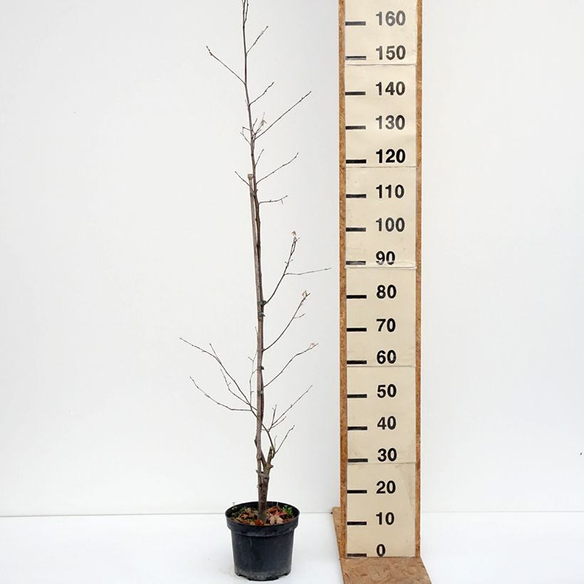 Esimerkki syksyllä toimitetusta Japaninpähkinäpensas - Corylus sieboldiana 4 litran/5 litran ruukku-taimesta