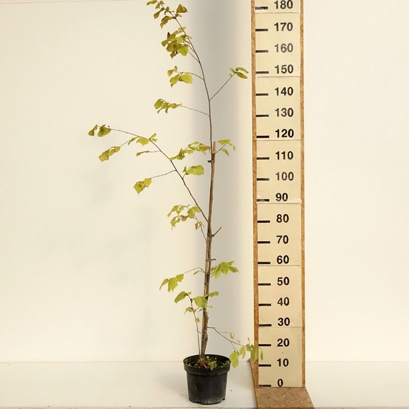 Esimerkki kesällä toimitetusta Japaninpähkinäpensas - Corylus sieboldiana 4 litran/5 litran ruukku-taimesta