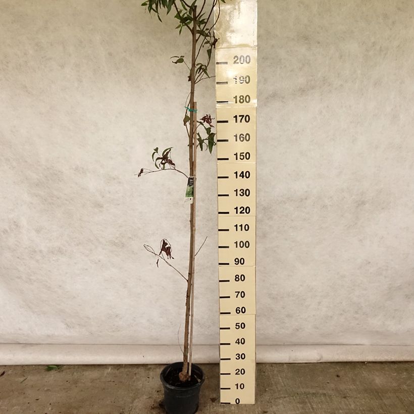 Esimerkki kesällä toimitetusta Corymbia citriodora 7,5 litran / 10 litran ruukku-taimesta