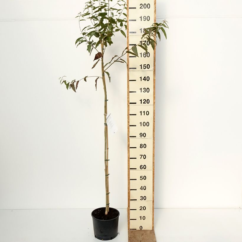 Esimerkki talvella toimitetusta Corymbia citriodora 7,5 litran / 10 litran ruukku-taimesta