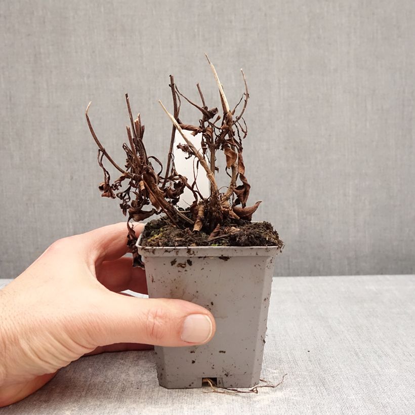 Esimerkki talvella toimitetusta Suklaakosmos - Cosmos atrosanguineus 8/9 cm taimiruukku Koko I-taimesta