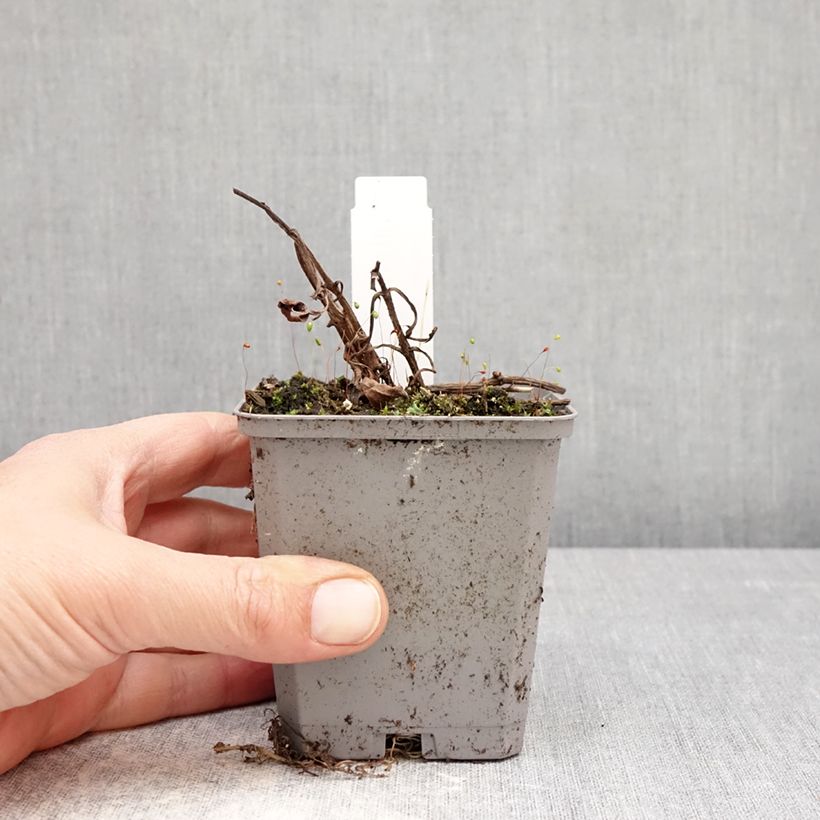 Example of Suklaakosmos - Cosmos atrosanguineus Godet de 8/9 cm size I as you get in printemps