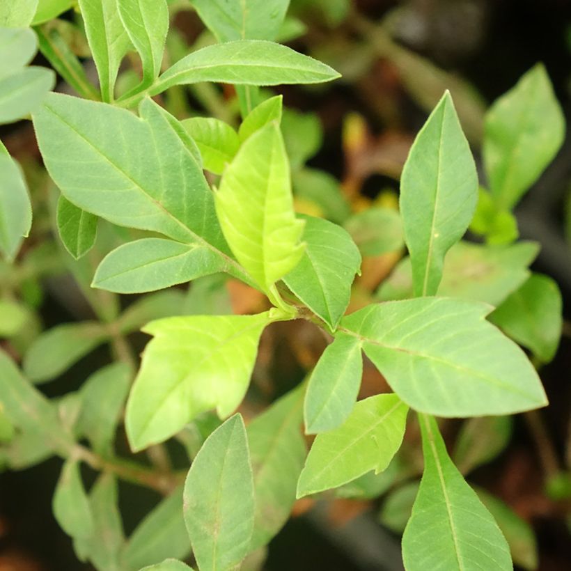 Suklaakosmos Eclipse (Foliage)