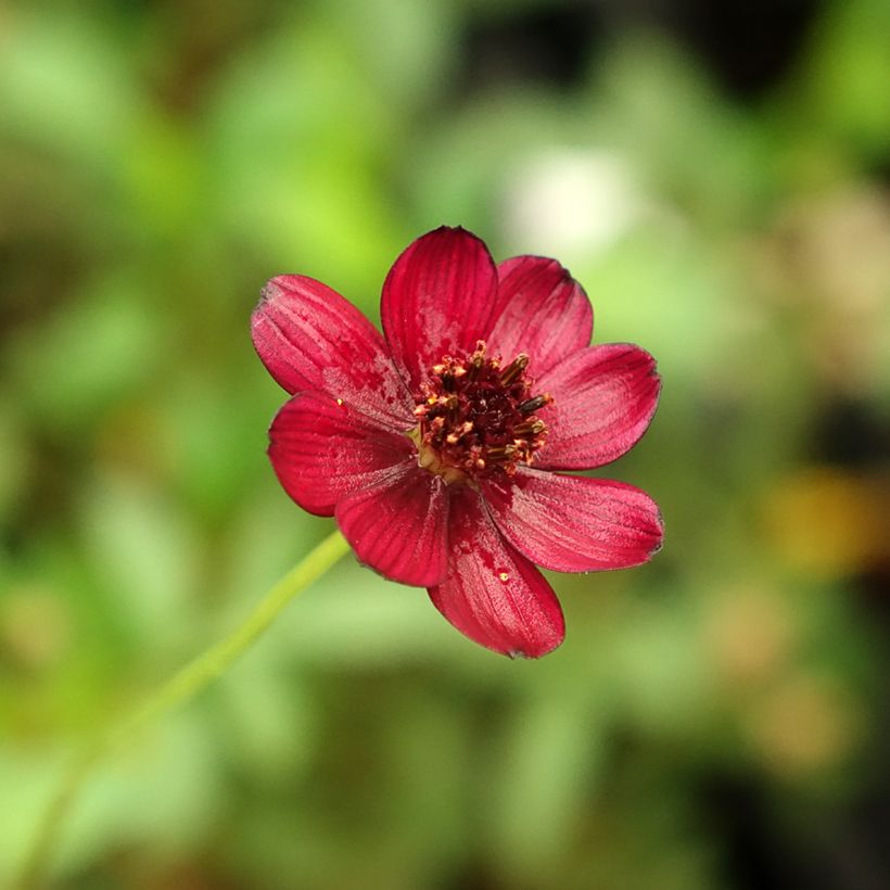 Suklaakosmos Eclipse (Flowering)