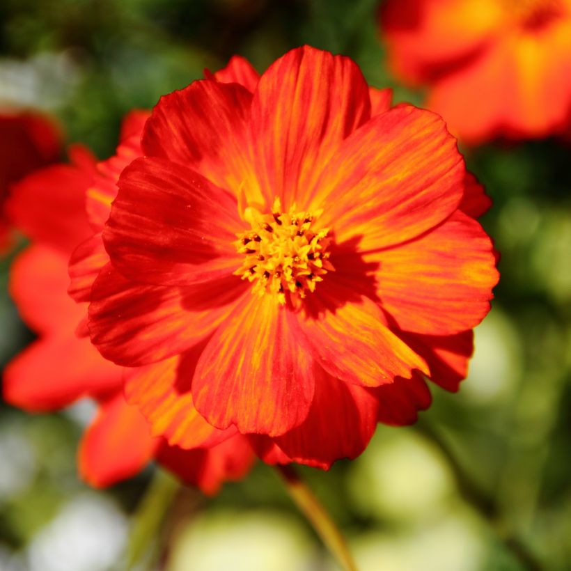 Keltakosmos Brightness Red (siemenet) (Kukinta)