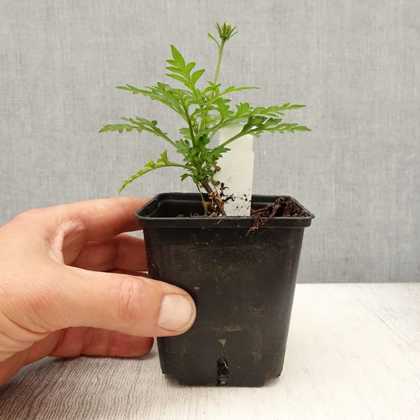 Esimerkki keväällä toimitetusta Keltakosmos Mandarin Godet de 8/9 cm-taimesta