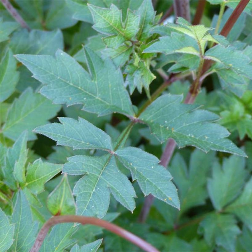 Suklaakosmos Mexican Star (Foliage)