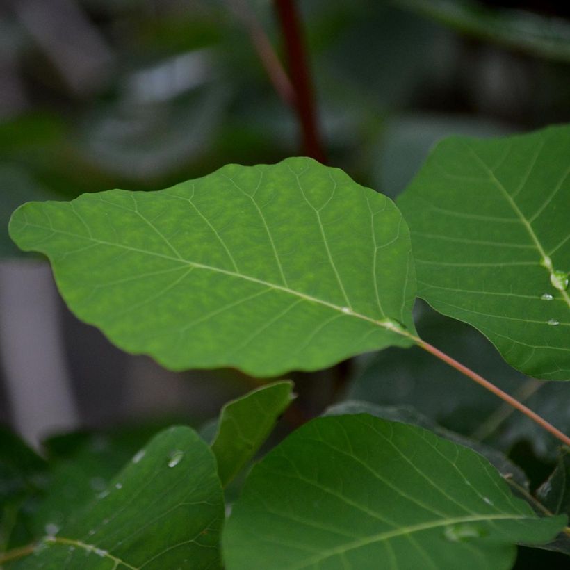 Peruukkipensas - Cotinus coggygria (Lehvistö)