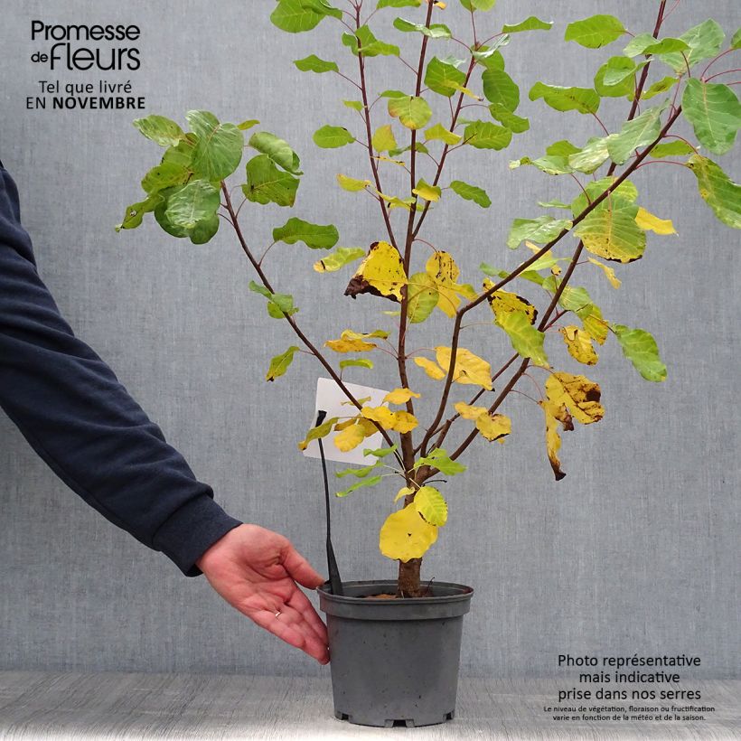 Esimerkki syksyllä toimitetusta Peruukkipensas - Cotinus coggygria 3 litran/4 litran ruukku-taimesta