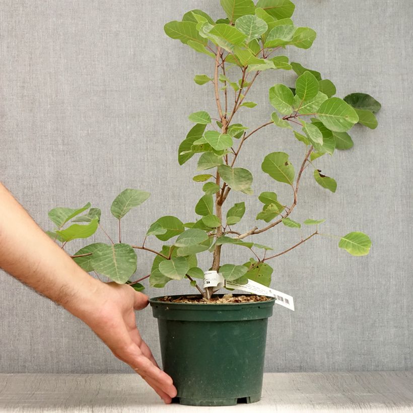 Esimerkki kesällä toimitetusta Peruukkipensas - Cotinus coggygria Pot de 3L/4L-taimesta