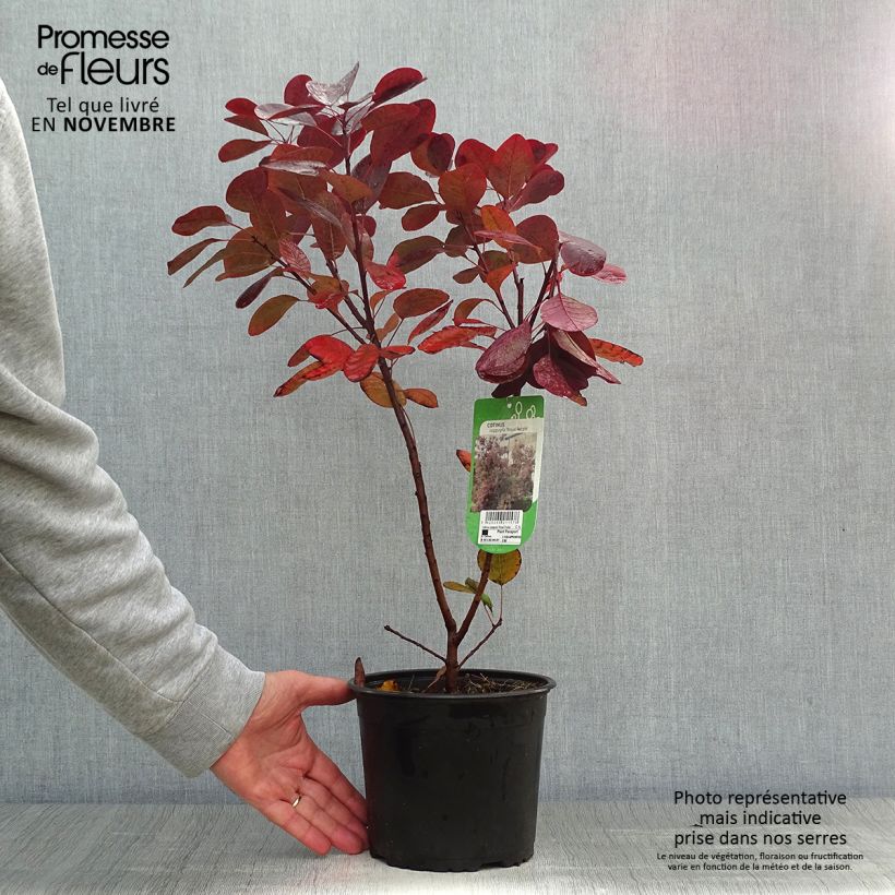 Esimerkki syksyllä toimitetusta Peruukkipensas Royal Purple 2 litran/3 litran ruukku-taimesta