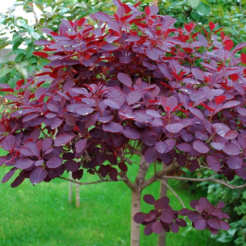 Peruukkipensas Royal Purple (Lehvistö)