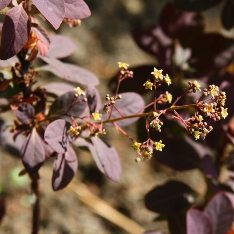 Peruukkipensas Royal Purple (Kukinta)