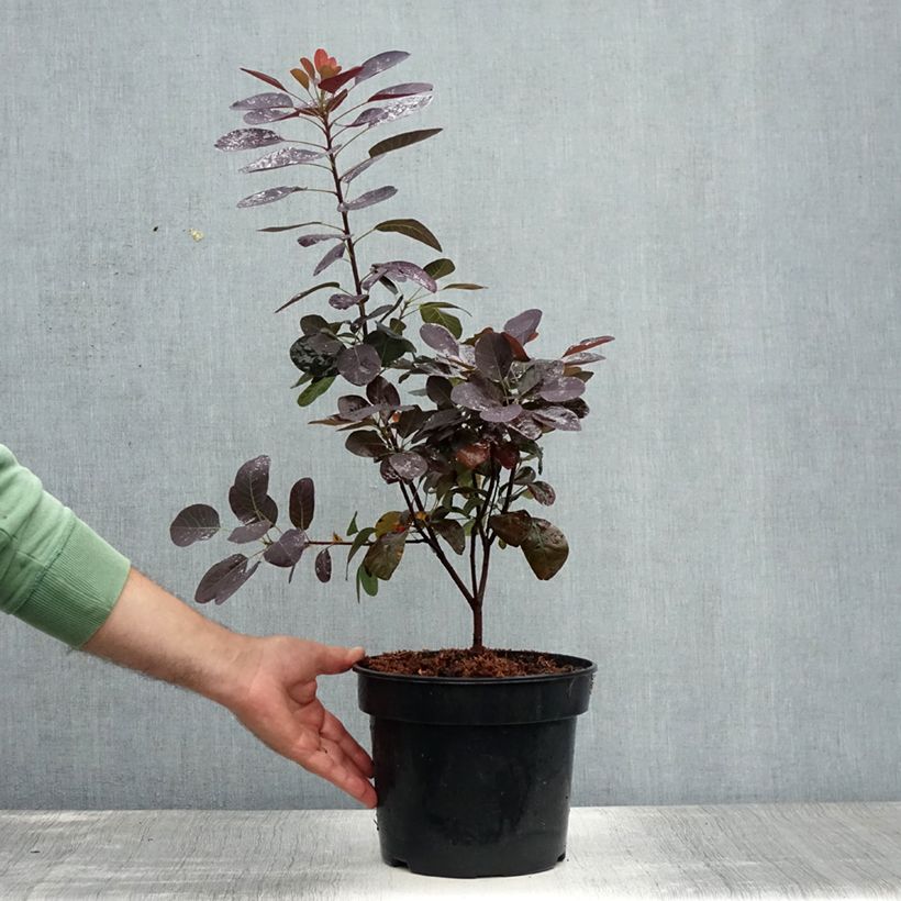 Esimerkki kesällä toimitetusta Peruukkipensas Royal Purple Ruukku 4L / 5L-taimesta