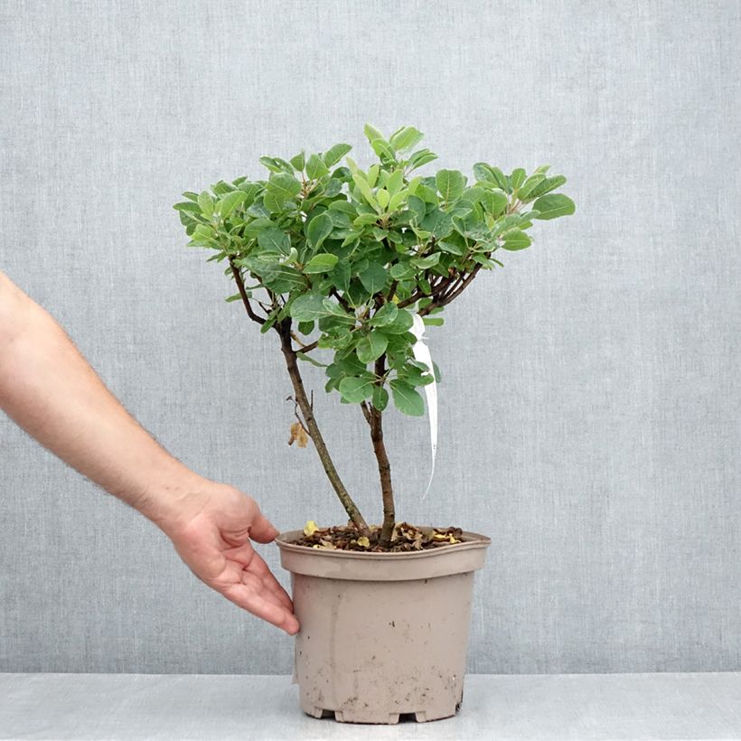 Esimerkki kesällä toimitetusta Peruukkipensas Smokey Joe Pot de 3L/4L-taimesta