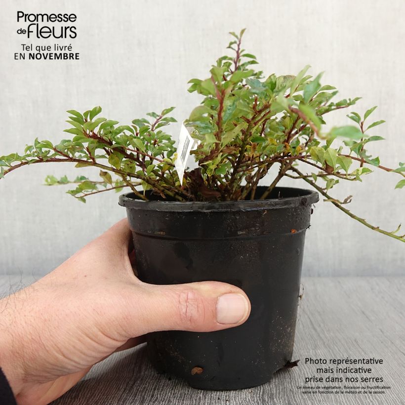 Esimerkki syksyllä toimitetusta Lamotuhkapensas - Cotoneaster adpressus 1,5 litran / 2 litran kannu-taimesta