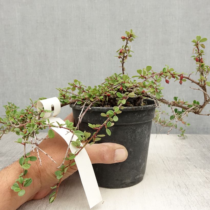 Esimerkki kesällä toimitetusta Lamotuhkapensas - Cotoneaster adpressus Ruukku 1,5L / 2L-taimesta