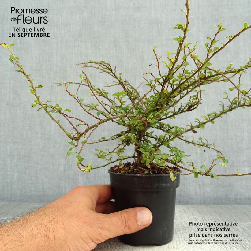 Esimerkki kesällä toimitetusta Lamotuhkapensas Little Gem Pot de 10 cm/11cm-taimesta