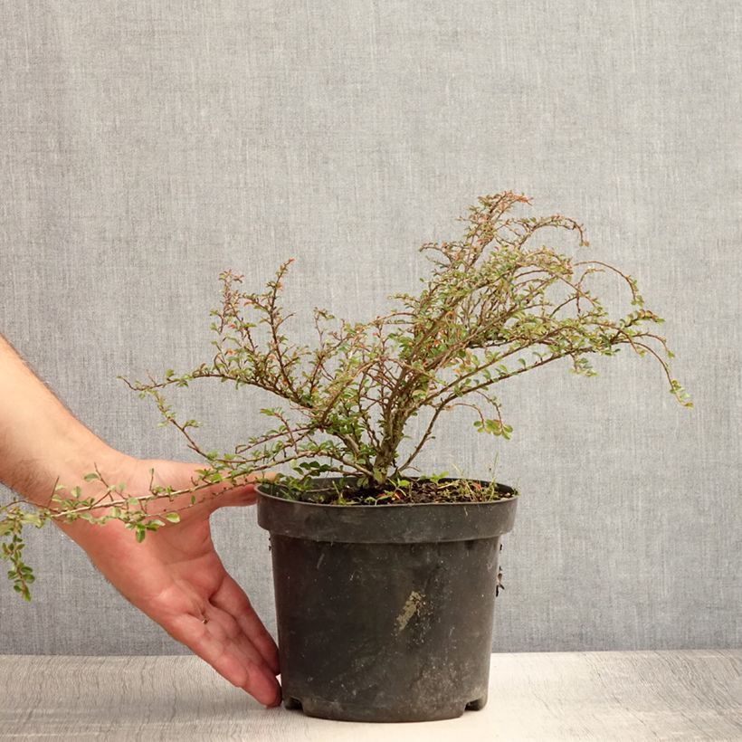 Esimerkki kesällä toimitetusta Lamotuhkapensas Little Gem Pot de 2L/3L-taimesta