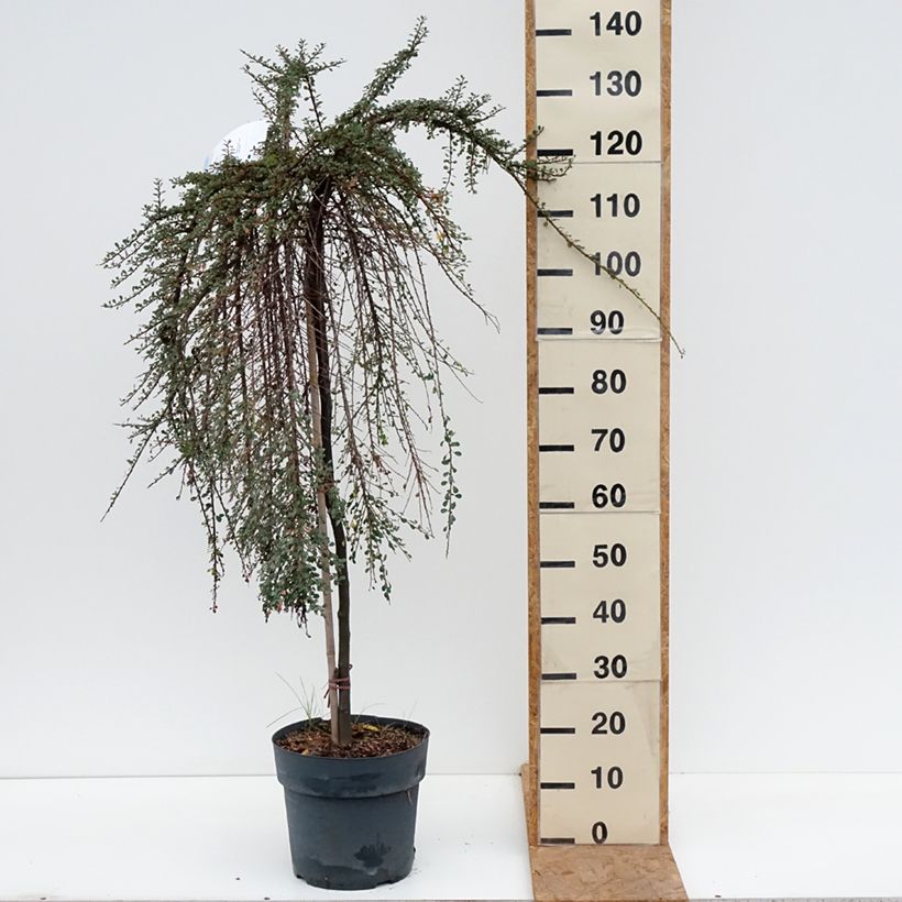 Esimerkki syksyllä toimitetusta Tuhkapensaa - Cotoneaster congestus 7,5 litran / 10 litran ruukku, Runko-taimesta