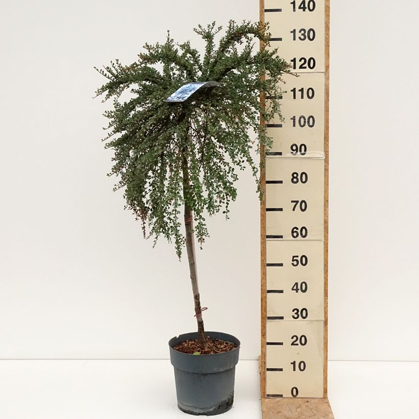 Esimerkki kesällä toimitetusta Tuhkapensaa - Cotoneaster congestus Pot de 7,5L/10L, Tige-taimesta