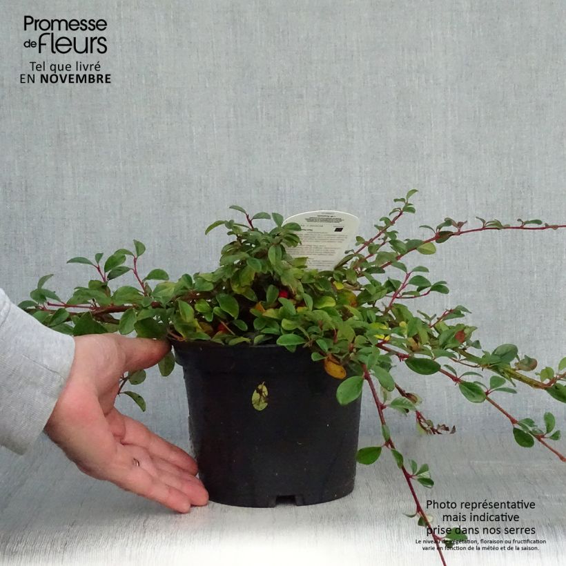 Esimerkki syksyllä toimitetusta Suikerotuhkapensas - Cotoneaster dammeri 2 litran/3 litran ruukku-taimesta