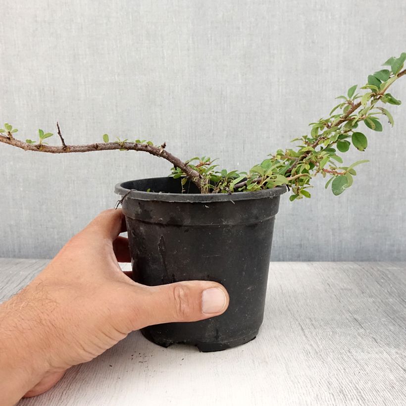 Esimerkki kesällä toimitetusta Suikerotuhkapensas Mooncreeper Ruukku 1L / 1,5L-taimesta