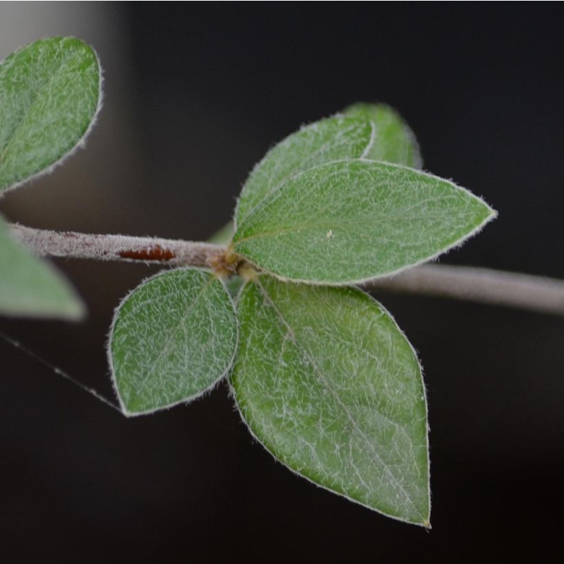 Tuhkapensaa - Cotoneaster franchetii (Lehvistö)