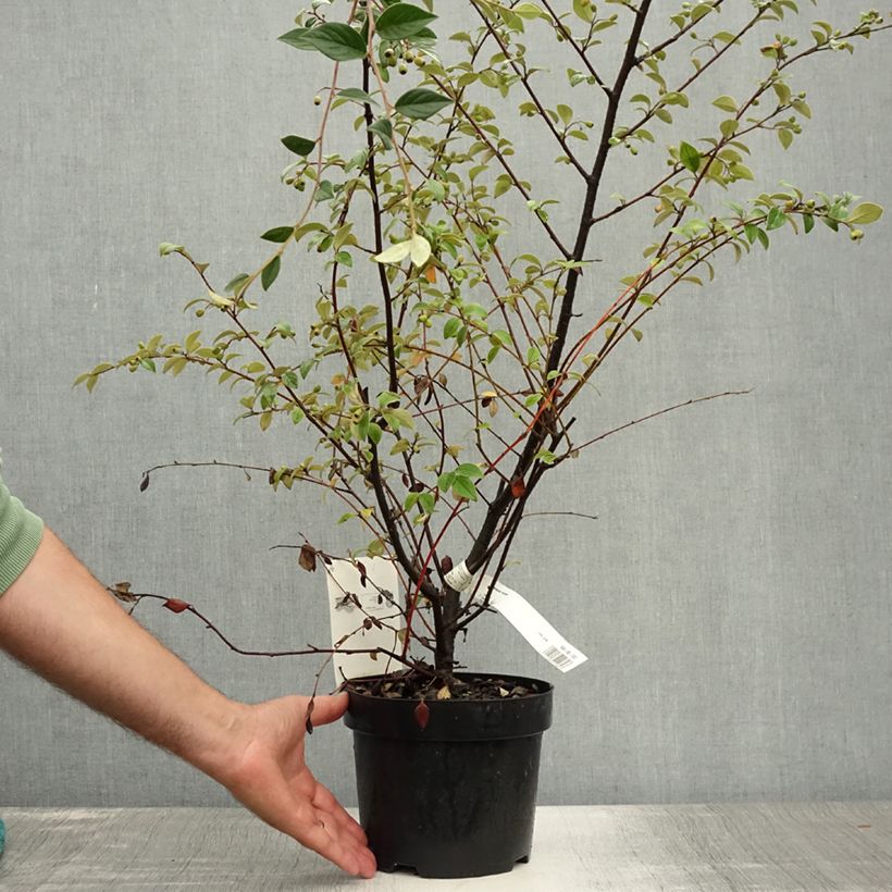 Esimerkki kesällä toimitetusta Tuhkapensaa - Cotoneaster franchetii Ruukku 2L / 3L-taimesta