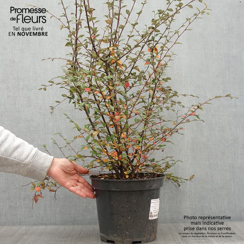 Esimerkki syksyllä toimitetusta Tuhkapensaa - Cotoneaster franchetii 7,5 litran / 10 litran ruukku-taimesta
