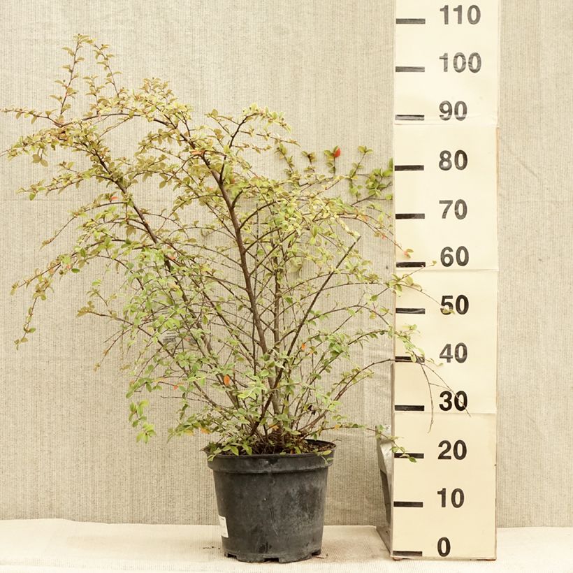 Esimerkki kesällä toimitetusta Tuhkapensaa - Cotoneaster franchetii Ruukku 7,5L / 10L-taimesta